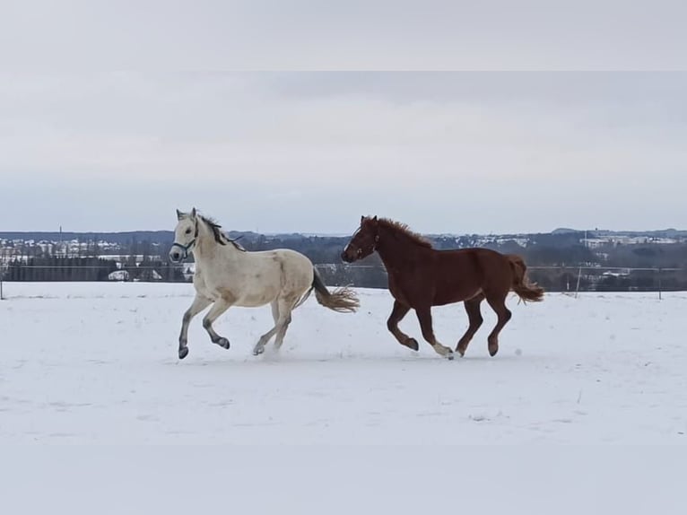 Cruzado Gelding 11 years 15.1 hh Grey-Fleabitten in Callenberg