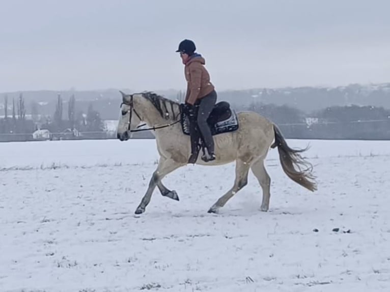 Cruzado Gelding 11 years 15.1 hh Grey-Fleabitten in Callenberg