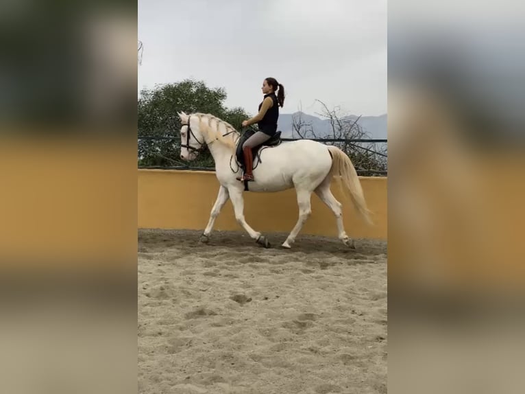 Cruzado Gelding 11 years 15.3 hh Palomino in Málaga
