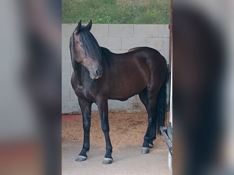 Cruzado Gelding 11 years 15 hh Black in Schönau
