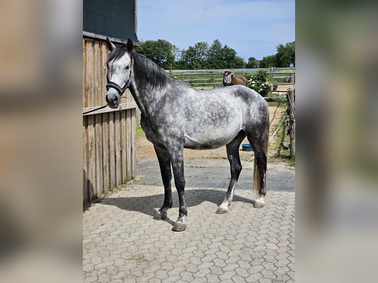 Cruzado Gelding 11 years 15 hh Grey-Dark-Tan in Ueß