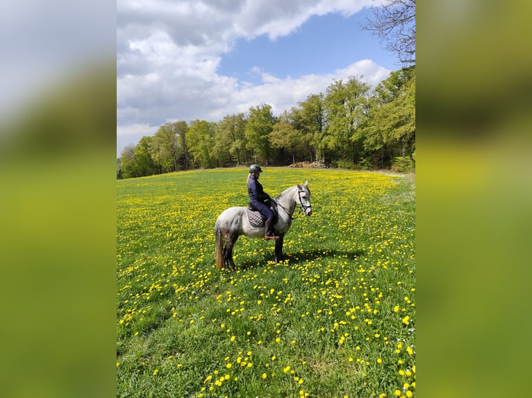 Cruzado Gelding 11 years 15 hh Grey-Dark-Tan in Ueß