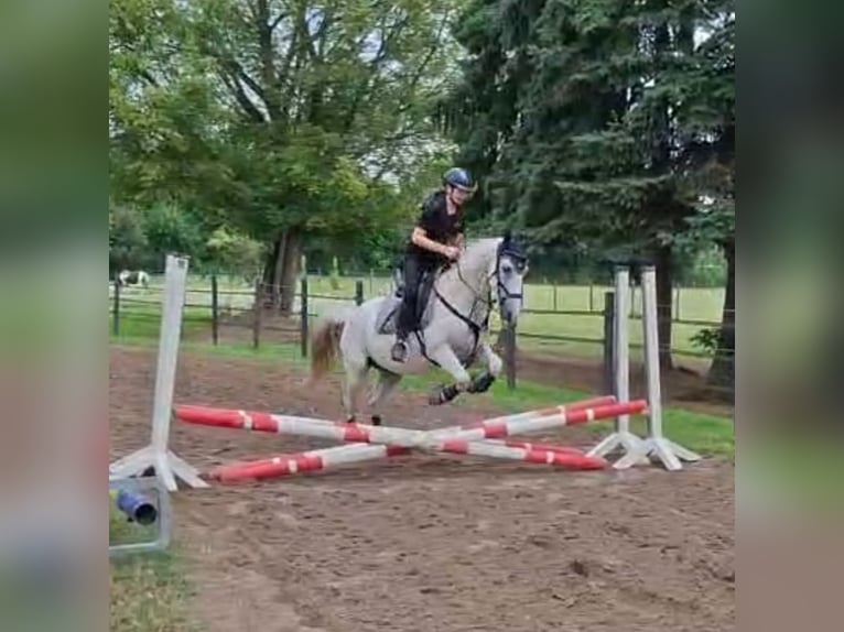 Cruzado Gelding 11 years 15 hh in Essen