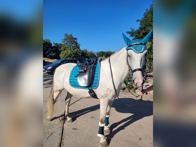 Cruzado Gelding 11 years 15 hh in Essen
