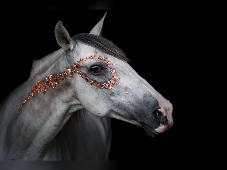 Cruzado Gelding 11 years 15 hh in Essen