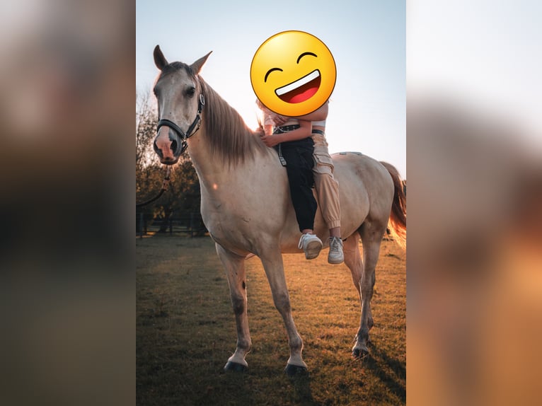 Cruzado Gelding 11 years 15 hh in Essen