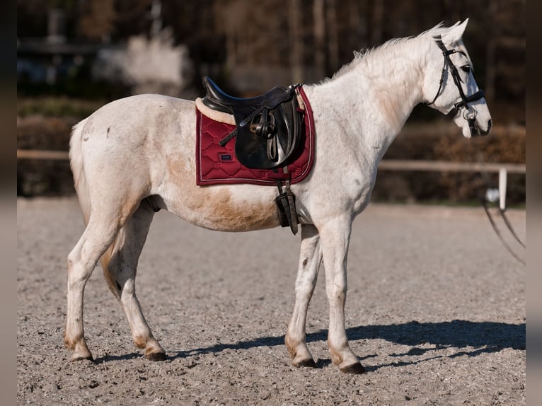 Cruzado Gelding 11 years 15 hh  in Neustadt (Wied)