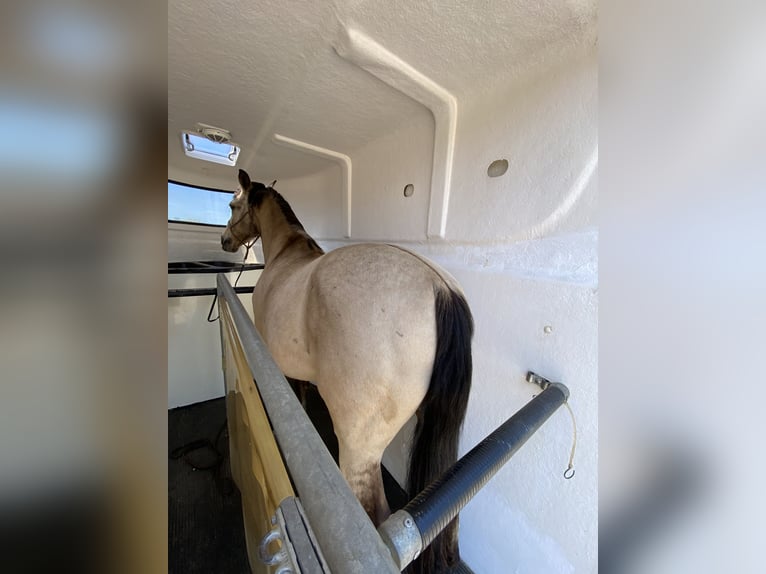 Cruzado Gelding 11 years 15,1 hh Dun in Hannover