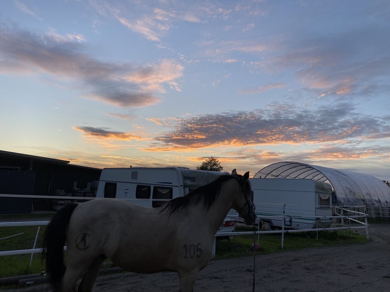 Cruzado Gelding 11 years 15,1 hh Dun in Hannover