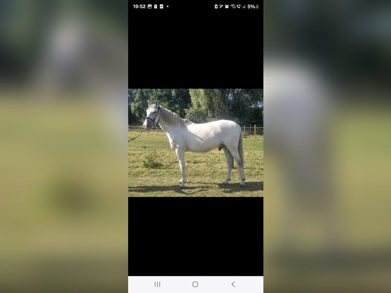 Cruzado Gelding 11 years 15,1 hh Grey in M&#xFC;lheim an der Ruhr