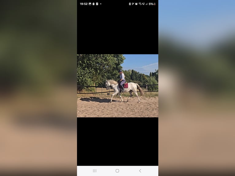 Cruzado Gelding 11 years 15,1 hh Grey in M&#xFC;lheim an der Ruhr
