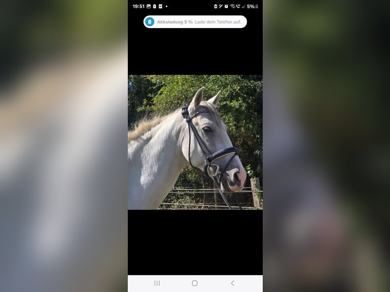 Cruzado Gelding 11 years 15,1 hh Grey in M&#xFC;lheim an der Ruhr