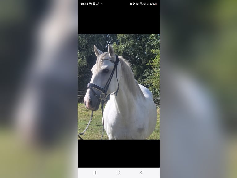 Cruzado Gelding 11 years 15,1 hh Grey in M&#xFC;lheim an der Ruhr