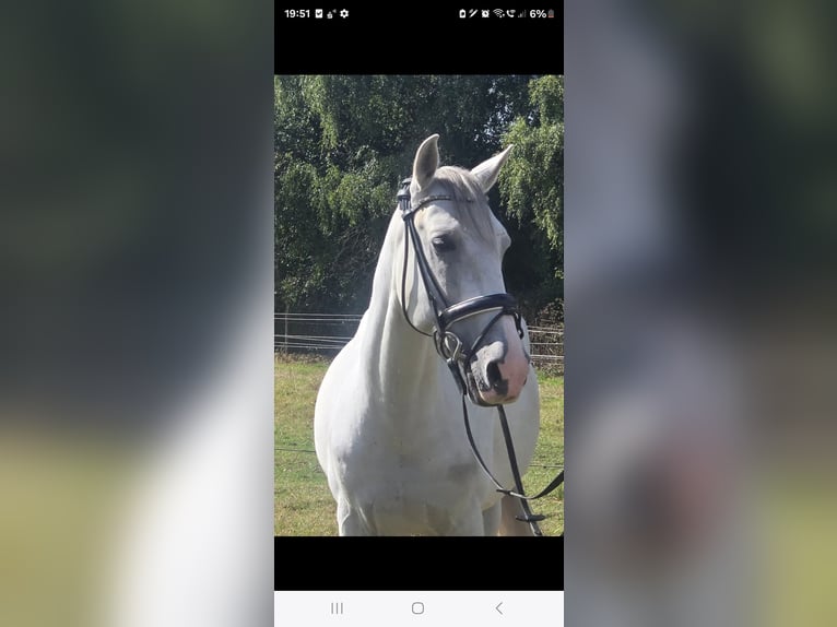 Cruzado Gelding 11 years 15,1 hh Grey in M&#xFC;lheim an der Ruhr