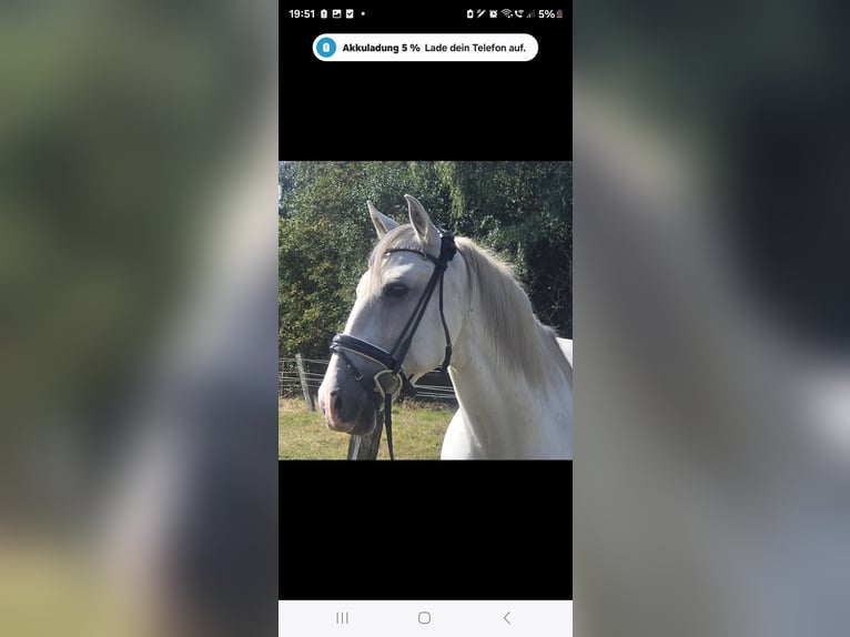 Cruzado Gelding 11 years 15,1 hh Grey in M&#xFC;lheim an der Ruhr