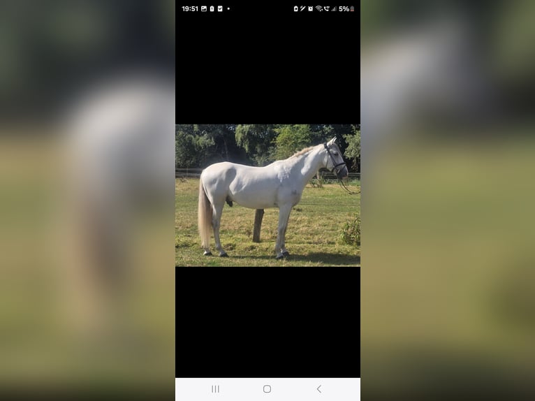 Cruzado Gelding 11 years 15,1 hh Grey in M&#xFC;lheim an der Ruhr