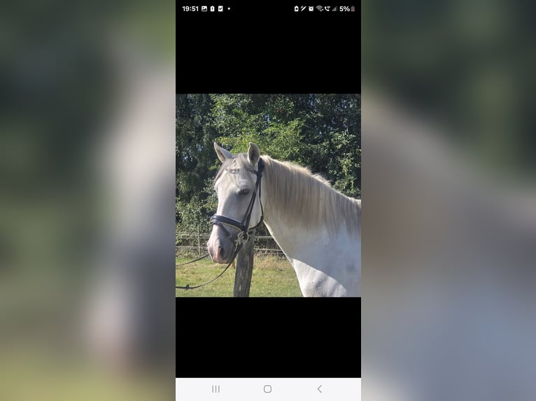 Cruzado Gelding 11 years 15,1 hh Grey in M&#xFC;lheim an der Ruhr