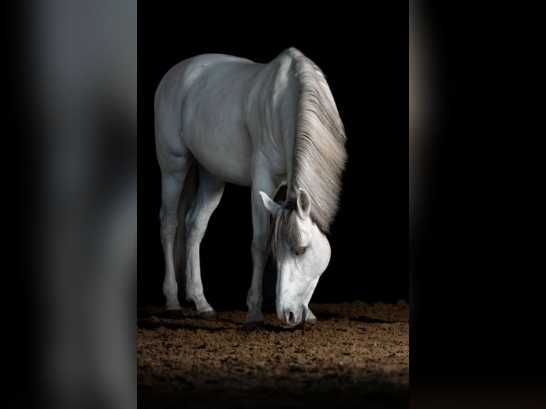 Cruzado Gelding 11 years 15,2 hh Gray in Grossburgwedel