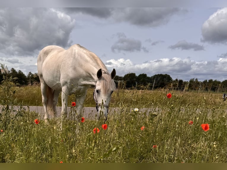 Cruzado Gelding 11 years 15,2 hh Gray in Grossburgwedel