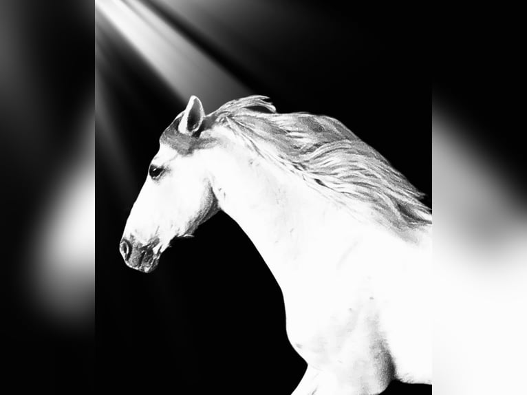 Cruzado Gelding 11 years 15,2 hh Gray in Grossburgwedel