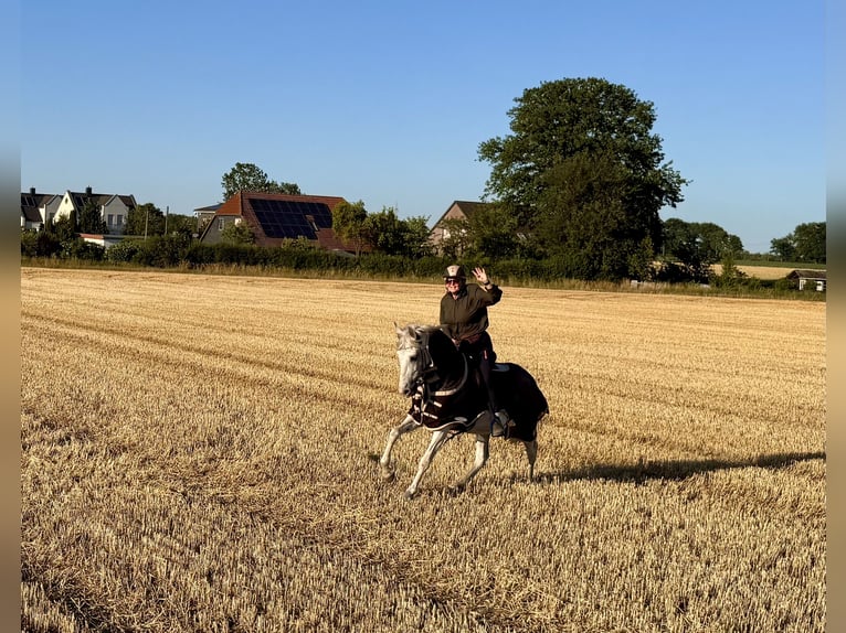 Cruzado Gelding 11 years 15,2 hh Gray in Grossburgwedel