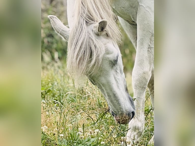 Cruzado Gelding 11 years 15,2 hh Gray in Grossburgwedel