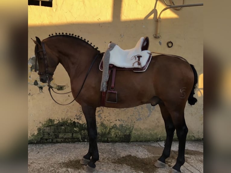 Cruzado Gelding 11 years 16 hh Brown in Chipiona
