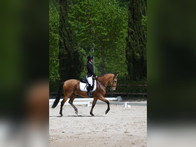 Cruzado Gelding 11 years 16 hh Champagne in Citt&#xE0; di castello