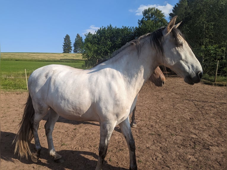 Cruzado Gelding 12 years 14.1 hh Grey in Salm
