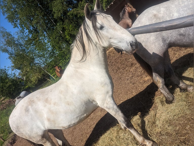 Cruzado Gelding 12 years 14.1 hh Grey in Salm