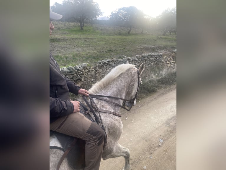 Cruzado Gelding 12 years 15.2 hh Grey-Fleabitten in Cabeza La Vaca