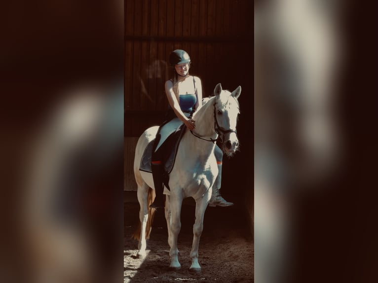 Cruzado Gelding 12 years 15.2 hh Grey in Prichsenstadt