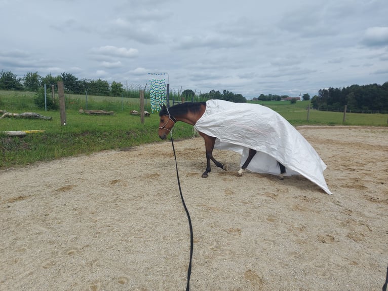 Cruzado Gelding 12 years 15.3 hh Brown in Nandlstadt