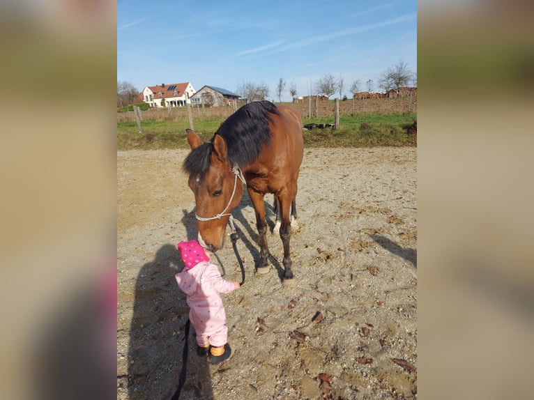 Cruzado Gelding 12 years 15.3 hh Brown in Nandlstadt
