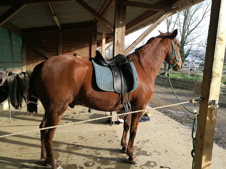 Cruzado Mix Gelding 12 years 15,2 hh Chestnut-Red in L'Isle Jourdain