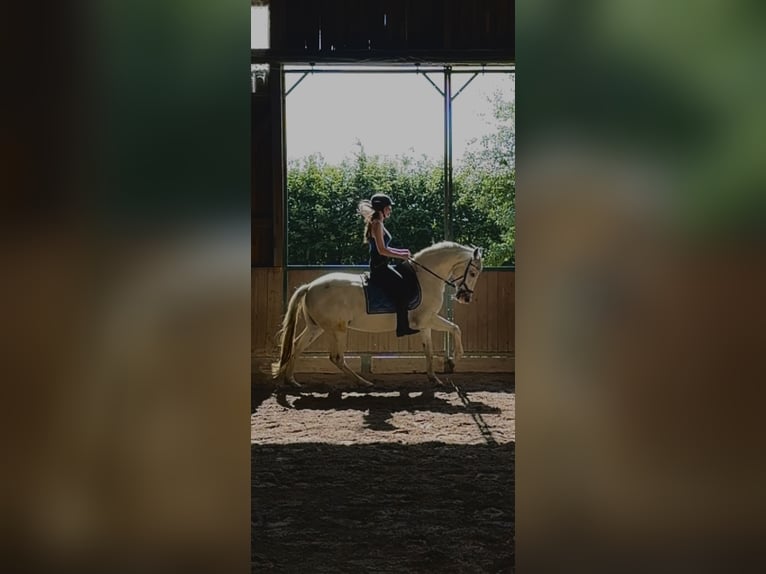 Cruzado Gelding 12 years 15,2 hh Grey in Prichsenstadt