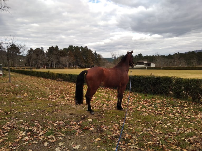 Cruzado Mix Gelding 12 years 16 hh Brown-Light in Vila Pouca de Aguiar