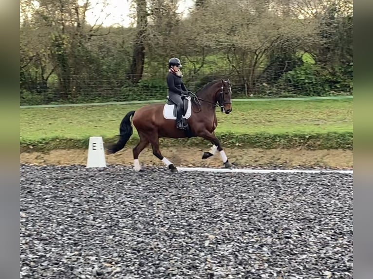 Cruzado Gelding 12 years 16,2 hh Brown in Santander