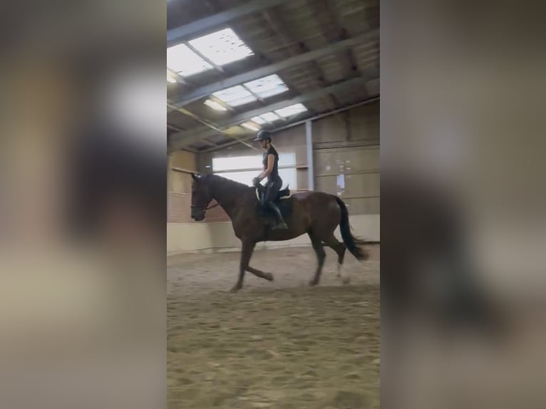Cruzado Gelding 12 years 17.1 hh Chestnut in Quakenbrück