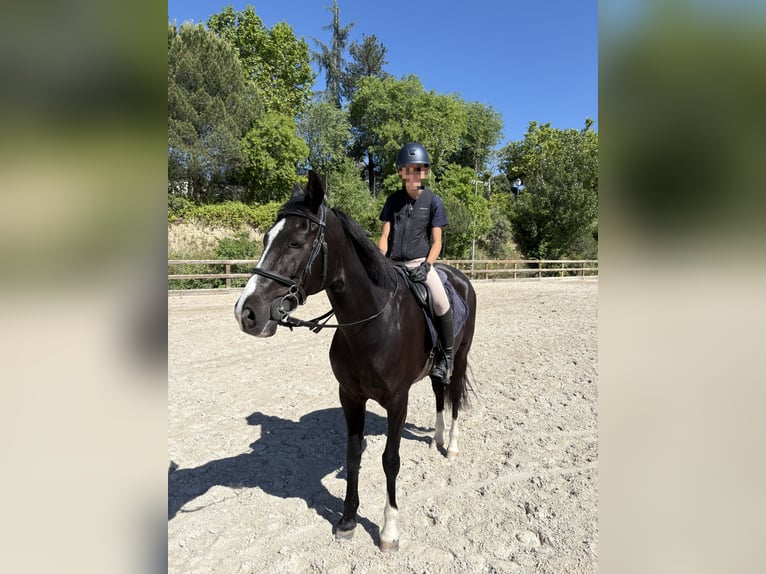 Cruzado Gelding 13 years 14,1 hh Black in Pozuelo De Alarcon