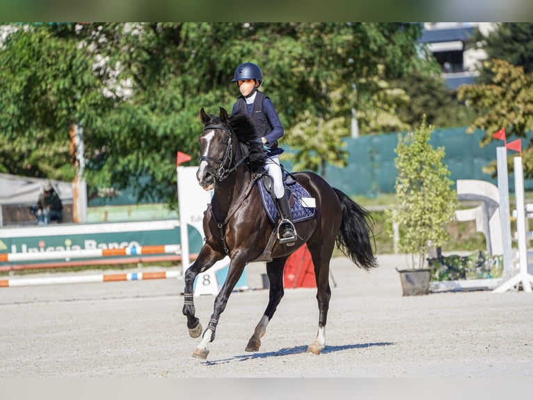 Cruzado Gelding 13 years 14,1 hh Black in Pozuelo De Alarcon