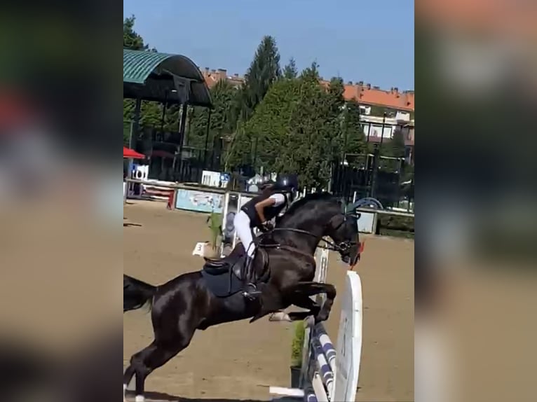 Cruzado Gelding 13 years 14,1 hh Black in Pozuelo De Alarcon