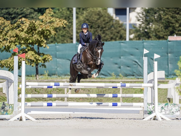 Cruzado Gelding 13 years 14,1 hh Black in Pozuelo De Alarcon