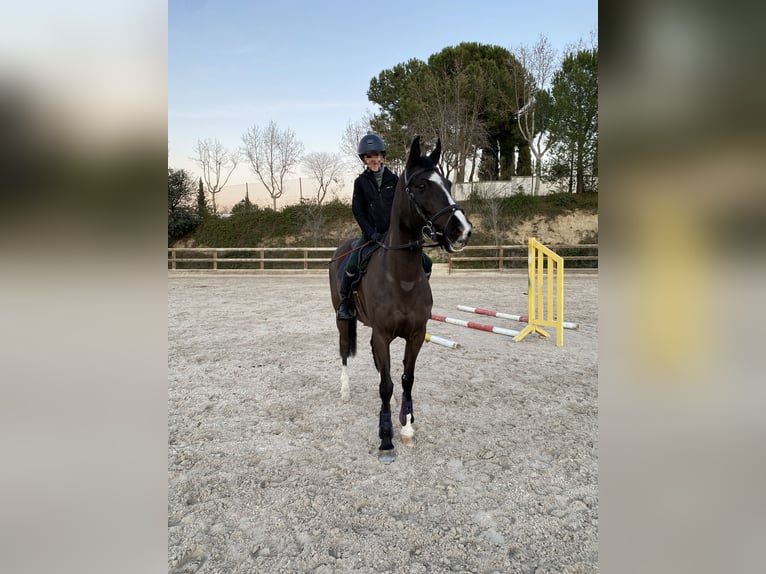 Cruzado Gelding 13 years 14,1 hh Black in Pozuelo De Alarcon