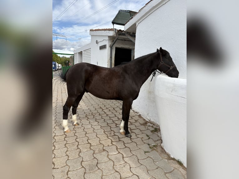 Cruzado Gelding 13 years 14,1 hh Black in Pozuelo De Alarcon