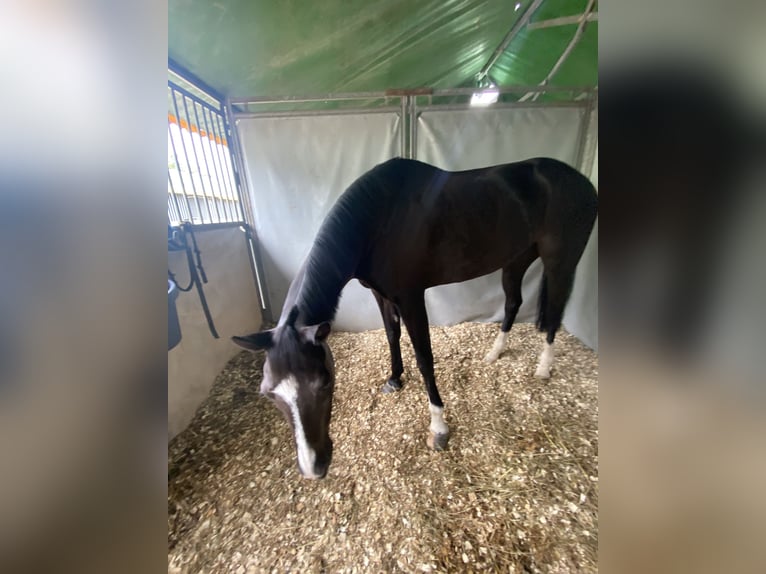 Cruzado Gelding 13 years 14,1 hh Black in Pozuelo De Alarcon