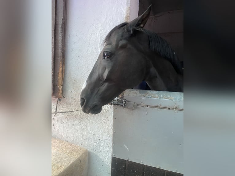 Cruzado Gelding 13 years 14,1 hh Black in Pozuelo De Alarcon