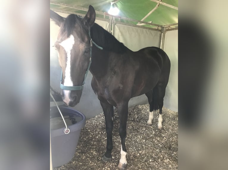 Cruzado Gelding 13 years 14,1 hh Black in Pozuelo De Alarcon