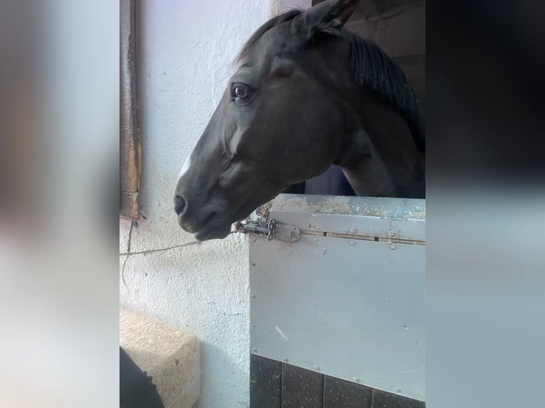 Cruzado Gelding 13 years 14,1 hh Black in Pozuelo De Alarcon