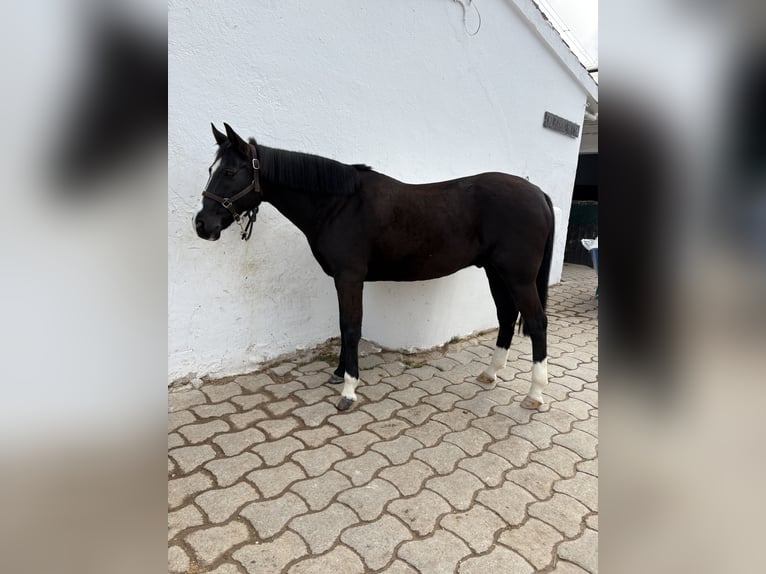 Cruzado Gelding 13 years 14,1 hh Black in Pozuelo De Alarcon
